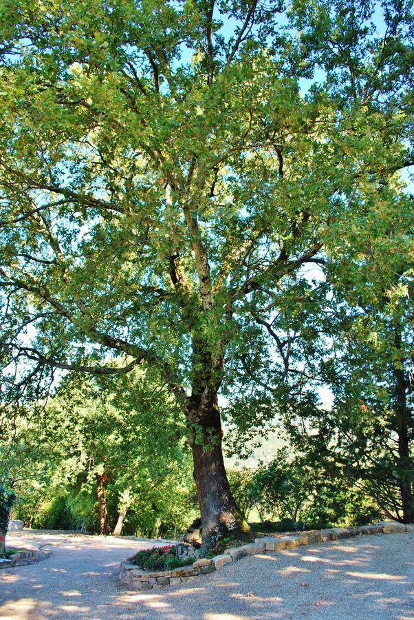 Villa Toscana Il Capiteto Panzano in Chianti Eksteriør billede